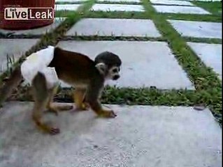 Baby Monkey Strikes Back