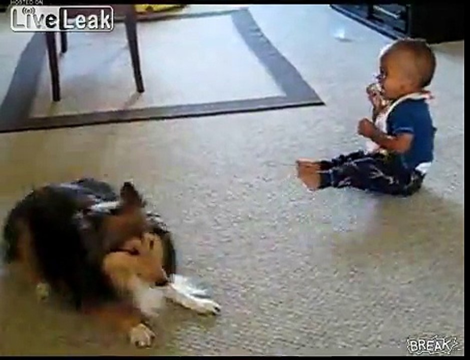 Dog Makes Baby Laugh Hysterically