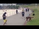Dog Playing Football with Cute Girl - Top Funny Video - Funny Clips
