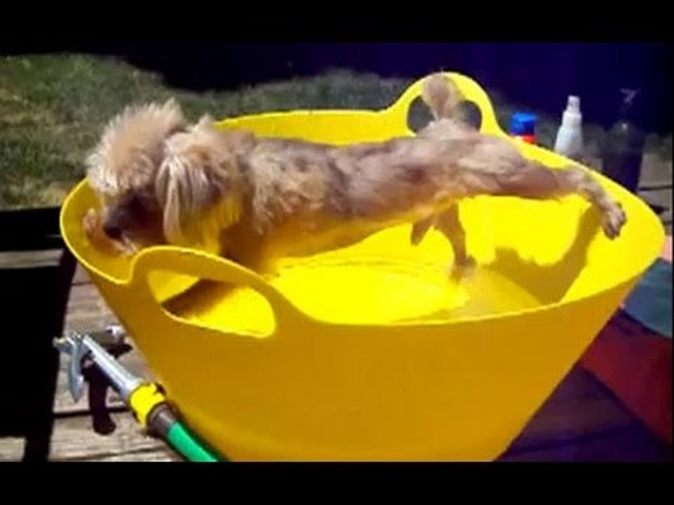 Dogs don't want to bath -Funny Dogs Shower Compilation 2016-Funny Video-Funny Clips