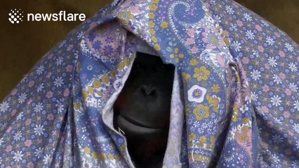 Orangutan uses duvet to escape the cold weather