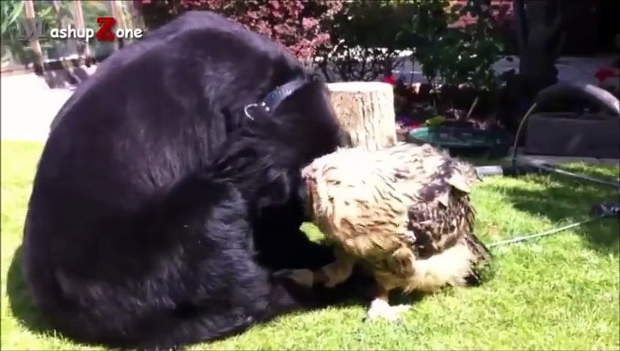 Amitié improbable entre un chien et une chouette