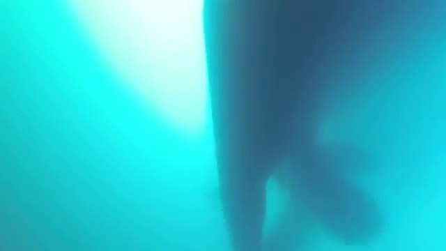 Ce plongeur se retrouve piégé sous un énorme cargo !