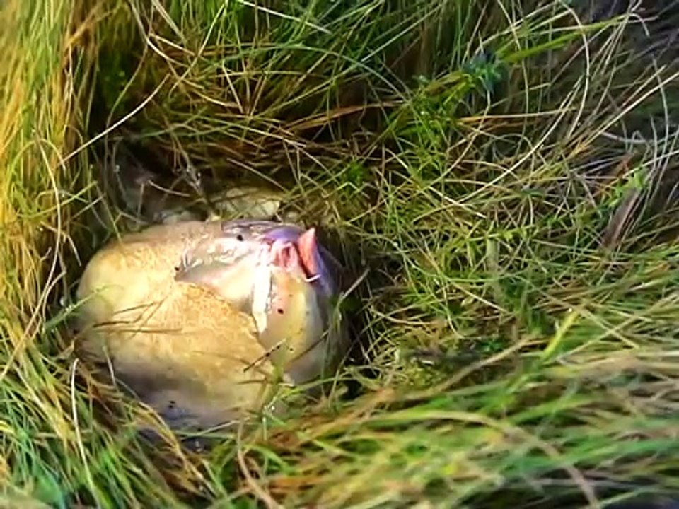 Si vous découvrez ceci autour de votre maison, essayez de ne pas paniquer!