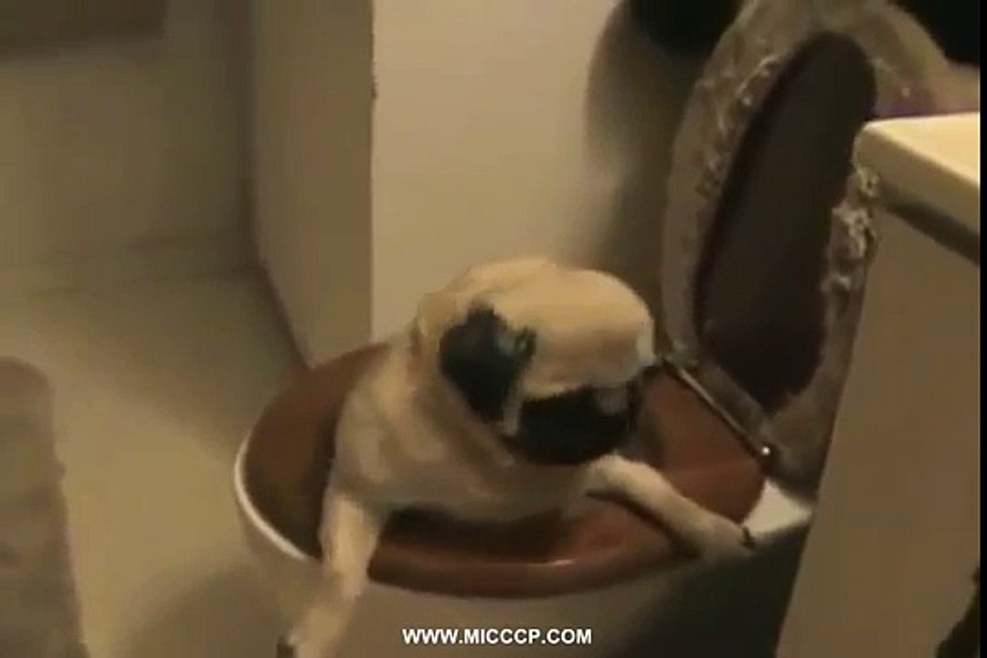 Мопс застрял в туалете