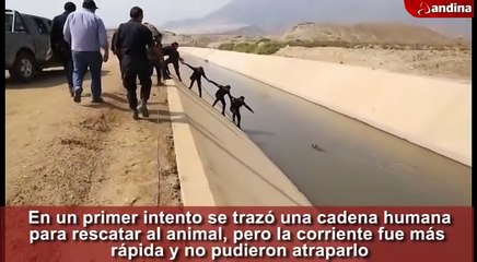 Des policiers forment une chaîne humaine pour sauver un chien d'un canal.