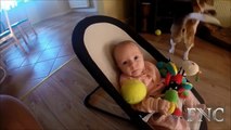Mama Dog Takes Care Baby - YouTube_2