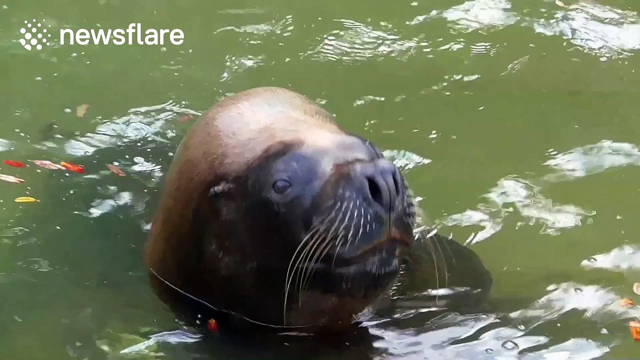 Picky sea lion spits out fish during feeding time at zoo