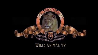 Most Shocking Lion Attacks Buffalo - Crazy Animal Attack People,Bear,Rhino,elephant | Wild