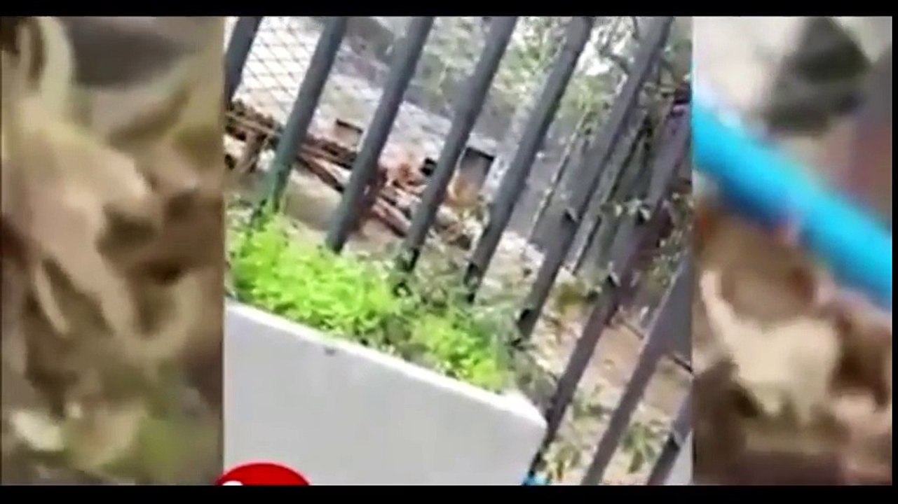 Il se jette dans la fosse aux lions pour se suicider