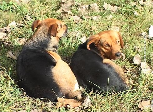 Srednjoškolci traže bolju bezbednost učenika, 7. novembar 2016. (RTV Bor)