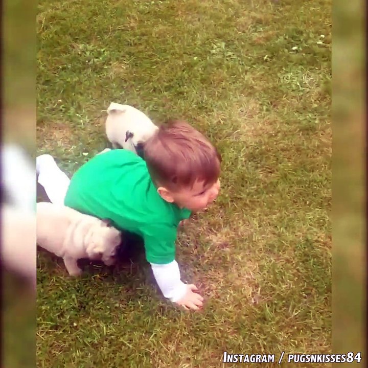 [TROP CHOU]: des chiots s'amusent avec un bébé