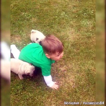 [TROP CHOU]: des chiots s'amusent avec un bébé