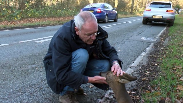 Cet homme ramasse une pauvre biche blessée sur le bord de la route, puis il la regarde de plus près et réalise ça!