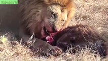 Lions vs Buffalo, Lion vs Crocodile | Real Fight Most Amazing Animals Attack  PART2