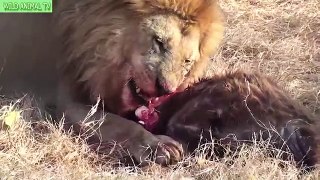 Lions vs Buffalo, Lion vs Crocodile | Real Fight Most Amazing Animals Attack #PART2