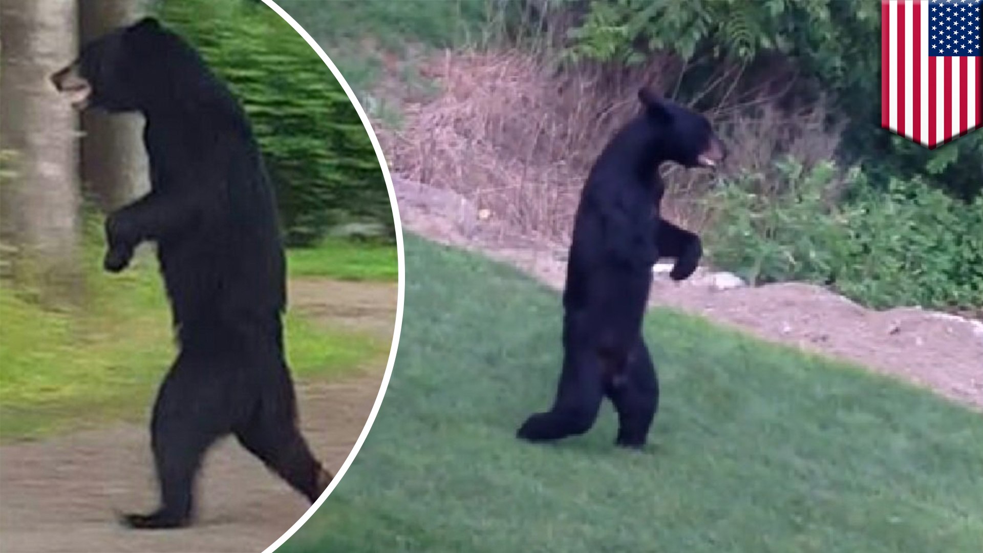 Viral bear 'Pedals' will no longer charm us by walking around on two legs.  Because someone shot him - video Dailymotion