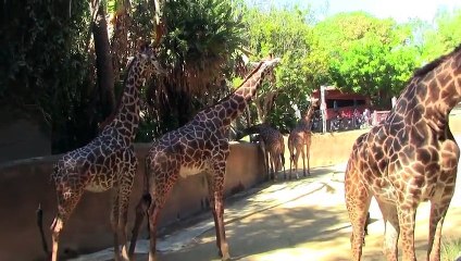 Baby Princess Belle Captures Pokemon _ Disney Princess Stop Motion Toys (Elsa, Ariel)