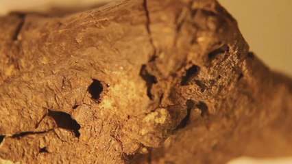 Descubren el primer fósil del cerebro de un dinosaurio