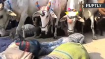 Cows Trample Hindu Worshippers in Centuries Old Ritual