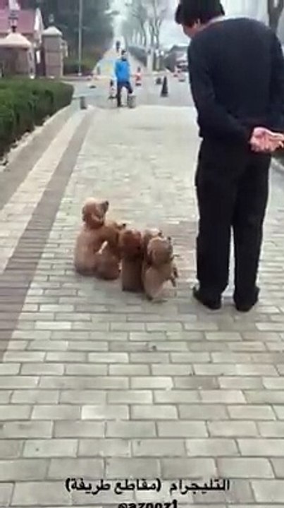 Dogs Deceplion