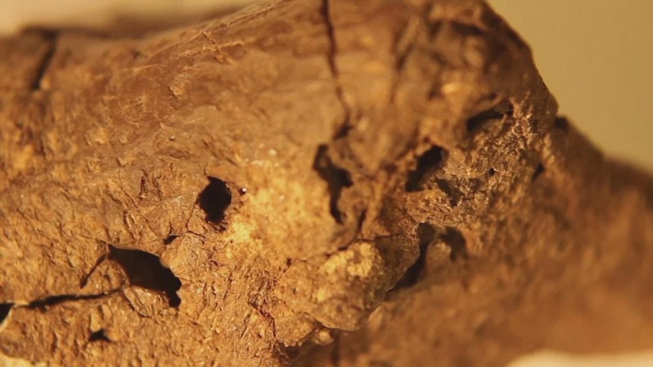 Hirnhaut und feine Blutgefäße: Foerscher erkunden fossiles Dinosaurierhirn