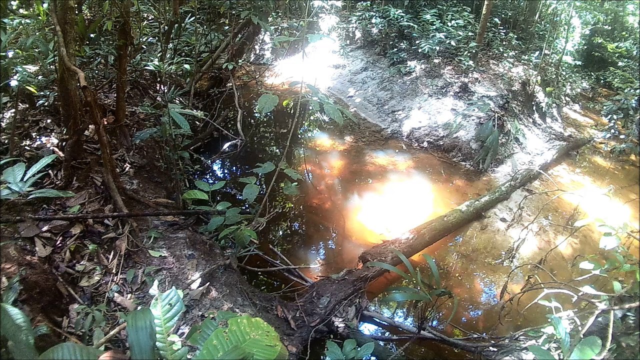 poissons rivière jungle