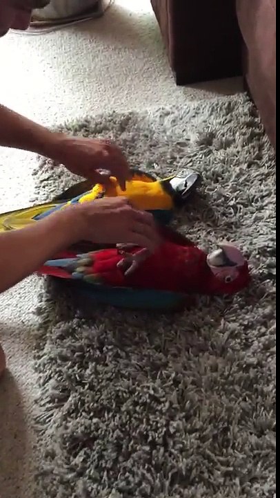 Tickles Their Fancy