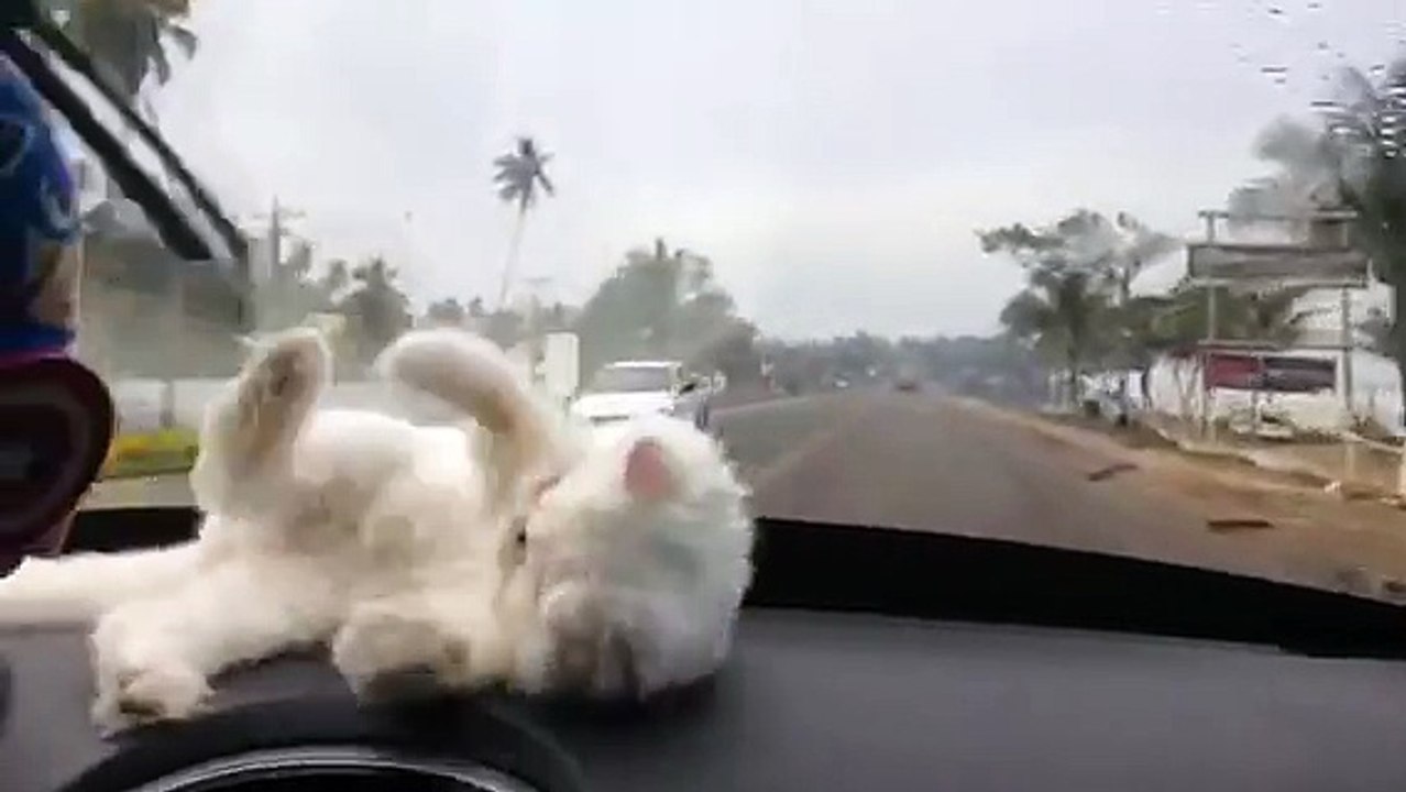 Dashboard Kitty Playtime