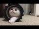 Playful Kitten Makes Adorable First Impression