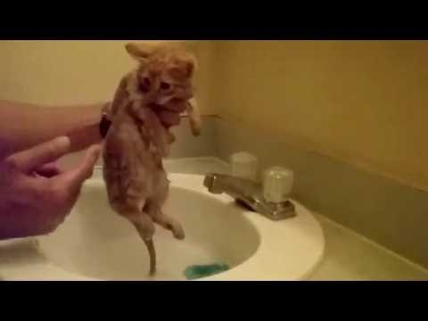 Tiny Kitten Takes First-Time Bath