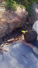 Face to Face with an Eastern Brown Snake