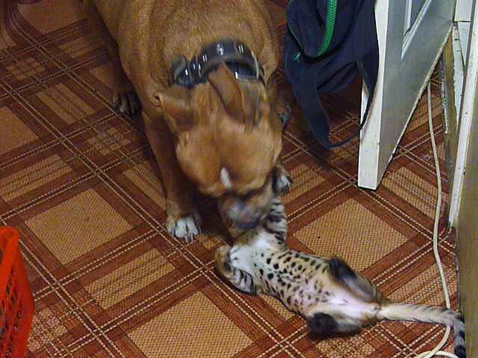 Fur-ever Friends