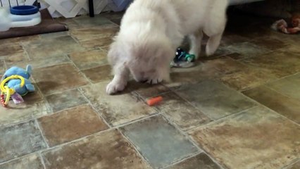 Baby carrot completely confuses Golden Retriever puppy