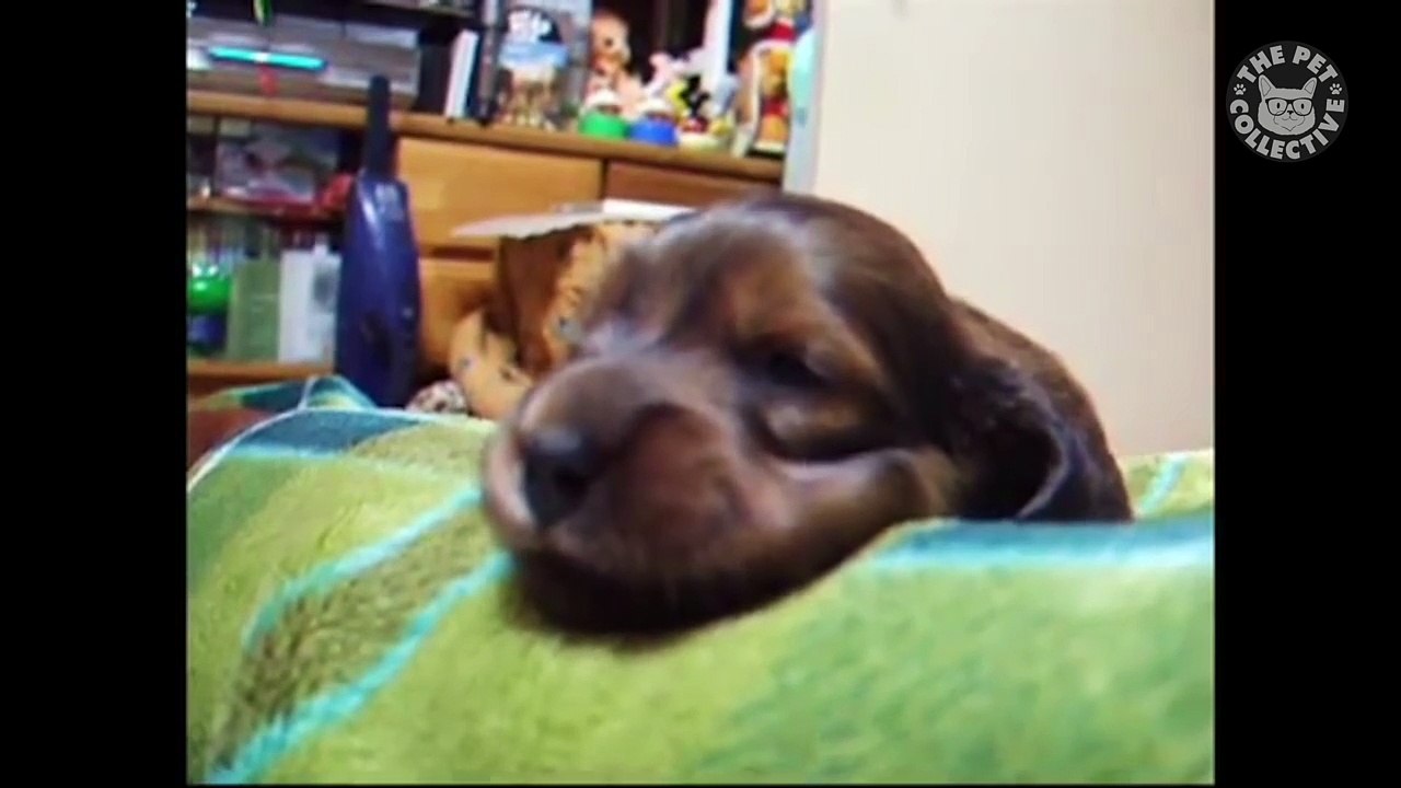 16 Funny Puppy Videos Compilation 2016