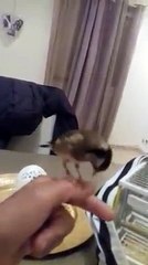 Regardez ce Chardonneret il est bien dompter  de : Abraham Manon