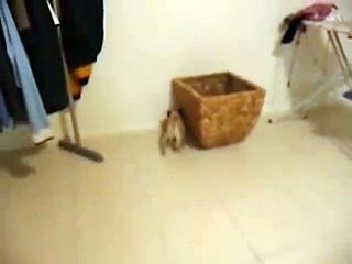 Head Pressing Em Animais!