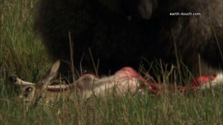 Graphic content warning: Baboon eats gazelle alive