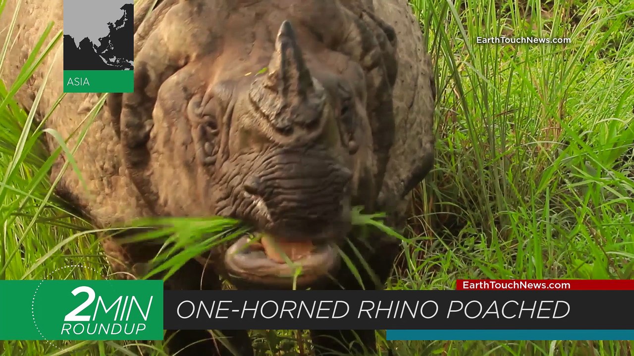 Counting cuttlefish, a sunfish rescue & South Africa’s rhino poaching stats