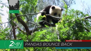 Pandas bounce back, a mouth-breathing dolphin & cancer-resistant devils