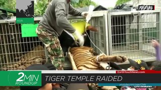 Schwarzenegger’s elephant encounter, tiger Temple raided & US says no to ivory