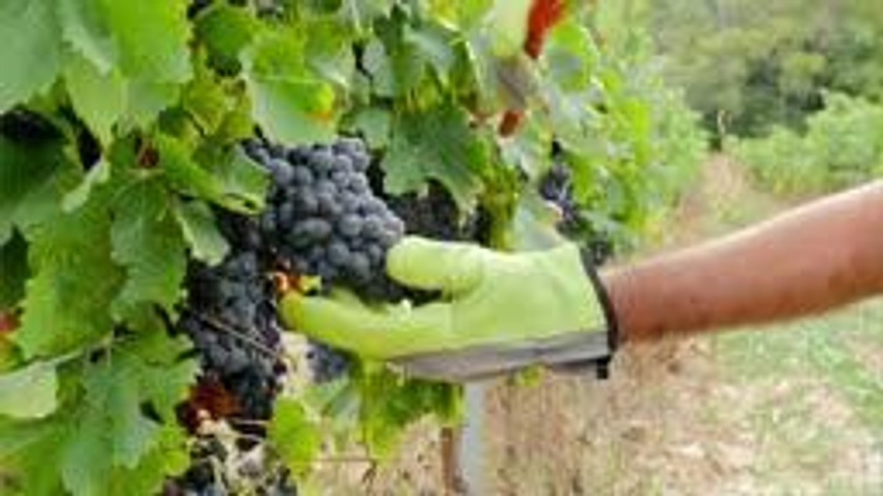 Health Benefits of Grapes (Diabetes, Hormones, Antioxidants and more)