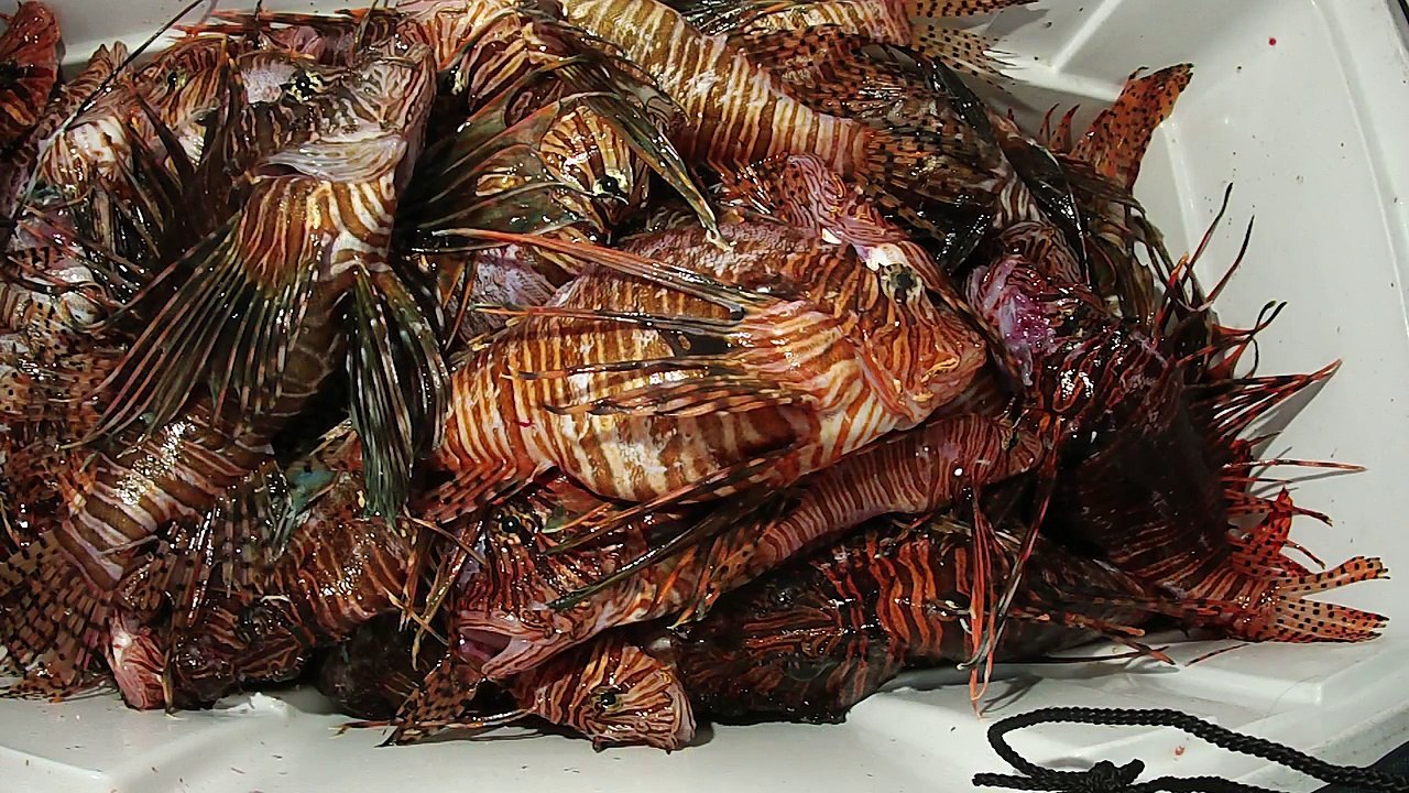 Cox Announces Rory McCracken as Louisiana’s 2016 Cox Conserves Hero | Cox Enterprises