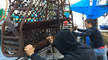 La pêche à la saint-jacques est ouverte !