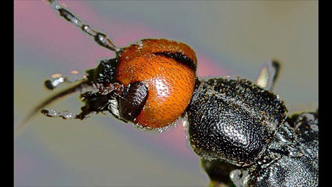 Απεντομώσεις κατσαρίδες Αργυρούπολη 2ΙΙ.4ΙΙ4ΙΙΟ Απολυμάνσεις κατσαρίδες Αργυρούπολη Μυοκτονίες Αργυρούπολη μυρμήγκια σκόρο ψύλλους τσιμπούριακουνούπια μύγες ποντίκια κοριούς σαράκι Disinfestation cockroaches Argiroupoli Deratization Argiroupoli ants moth