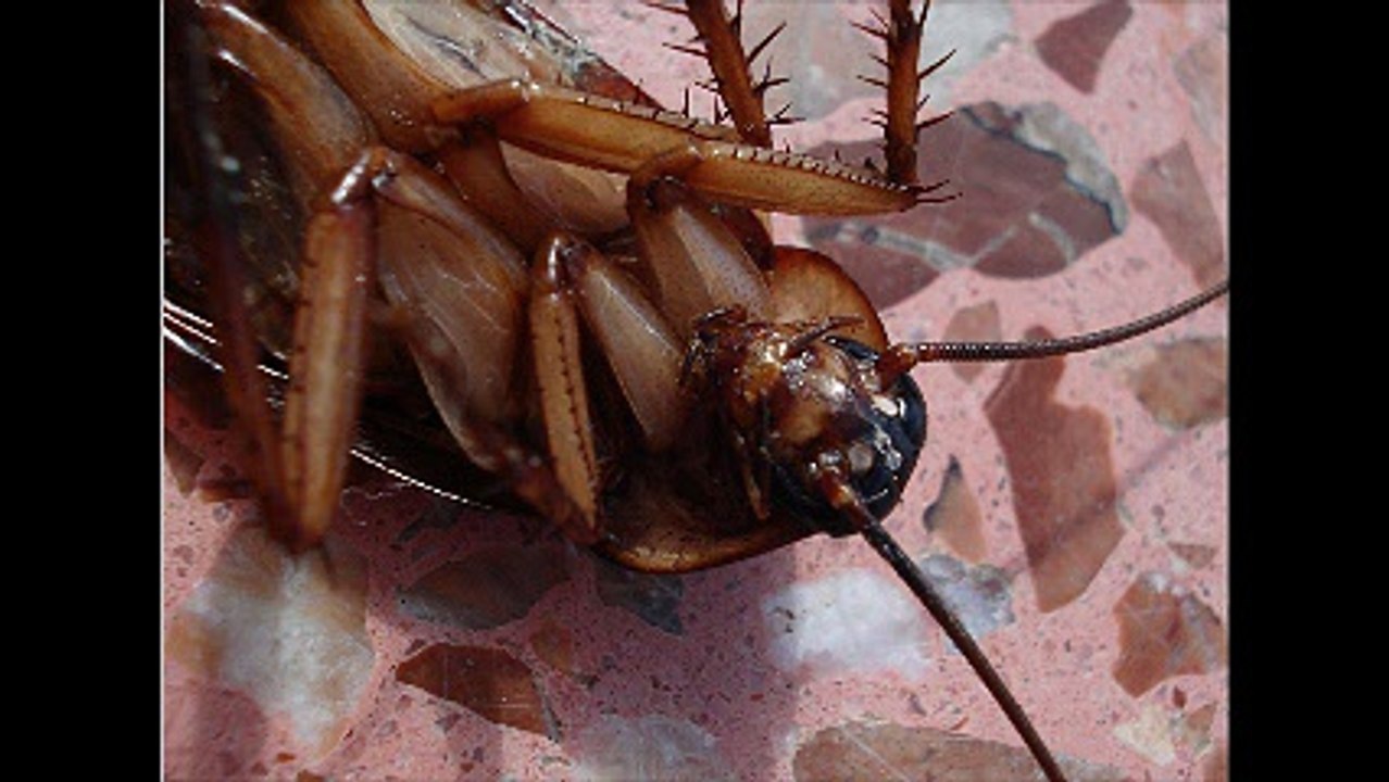 Απεντομώσεις κατσαρίδες Αγία Βαρβάρα 2ΙΙ.4ΙΙ4ΙΙΟ Απολυμάνσεις κατσαρίδες Αγία Βαρβάρα Μυοκτονίες Αγία Βαρβάρα μυρμήγκια σκόρο ψύλλους τσιμπούριακουνούπια μύγες ποντίκια κοριούς σαράκι Disinfestation cockroaches Ayia Varvara Deratization Ayia Varvara ants