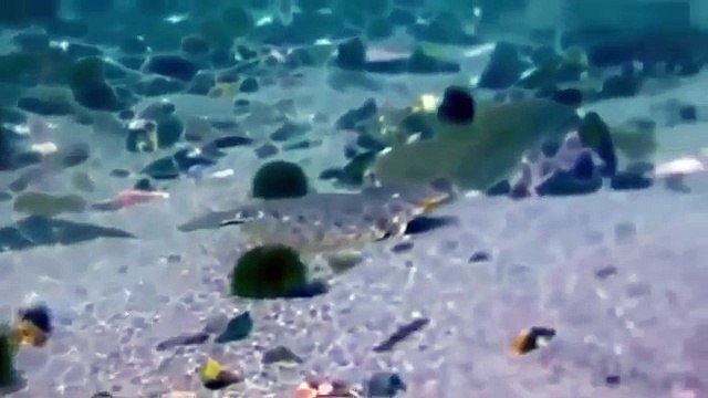 Most Amazing Wild Animal Attacks #32 Eagles attack Wolves, Deer, Sea lions, Snakes