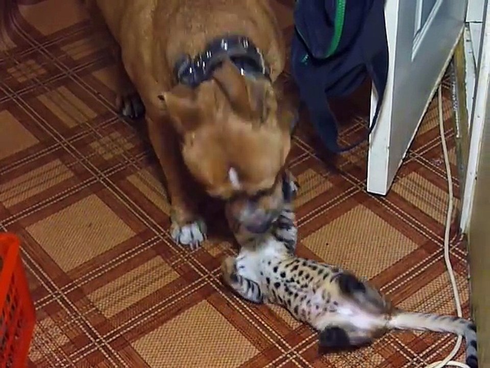 Un chien qui joue avec un chat Bengal !