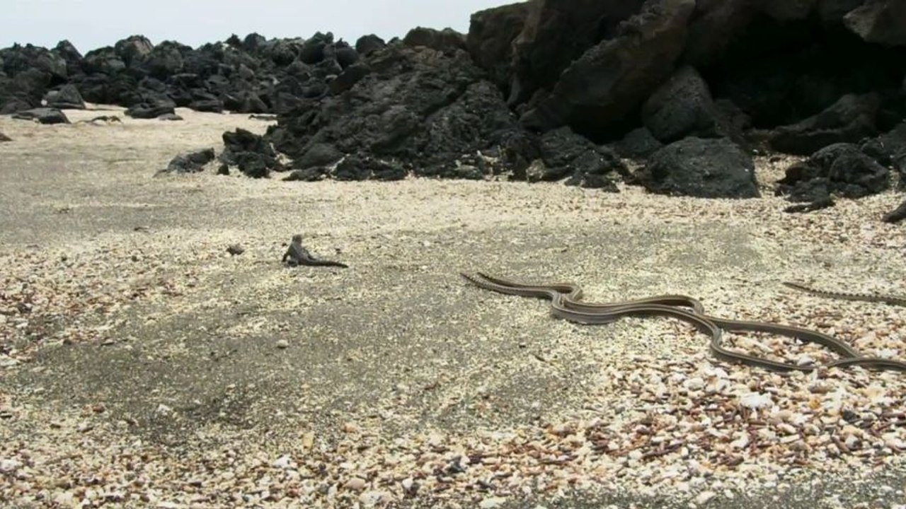 Baby Iguana being chased by snakes (FULL)