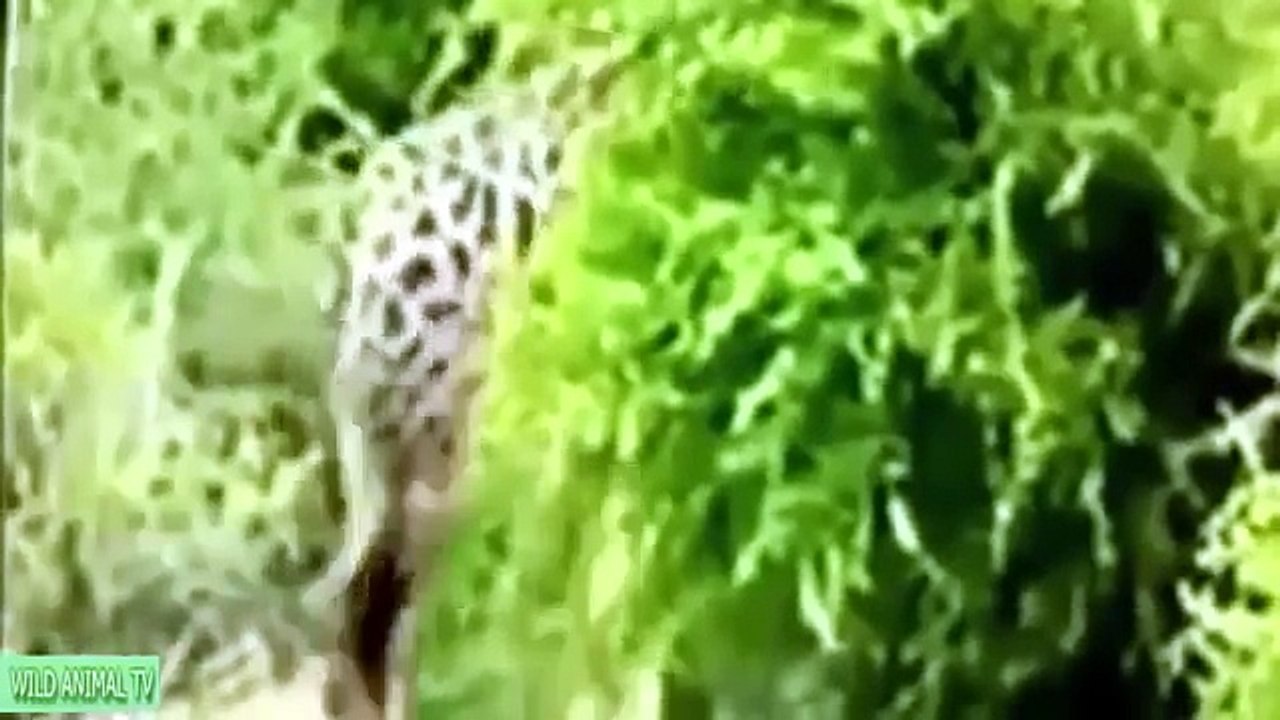 Lion vs Tiger to Death, Lion vs Buffalo Real Fight# Most Amazing Wild Animal Attacks Wild